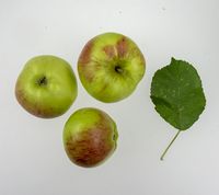 Maglemer æble